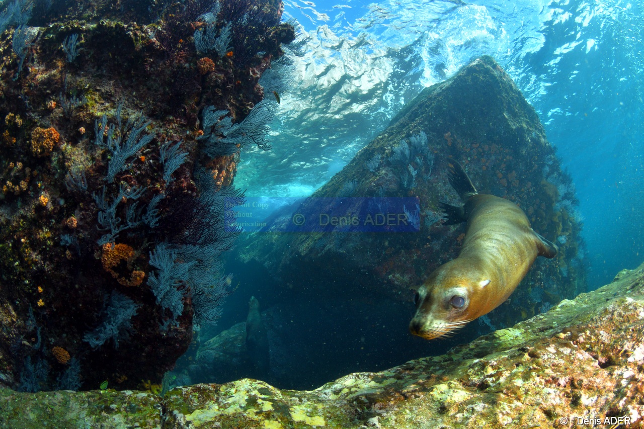 Zalophus californianus Otarie de Californie ambiance-La Paz Los Islotes Arche-12m-20181027-Denis-ADER-DSC_0615_tn.jpg